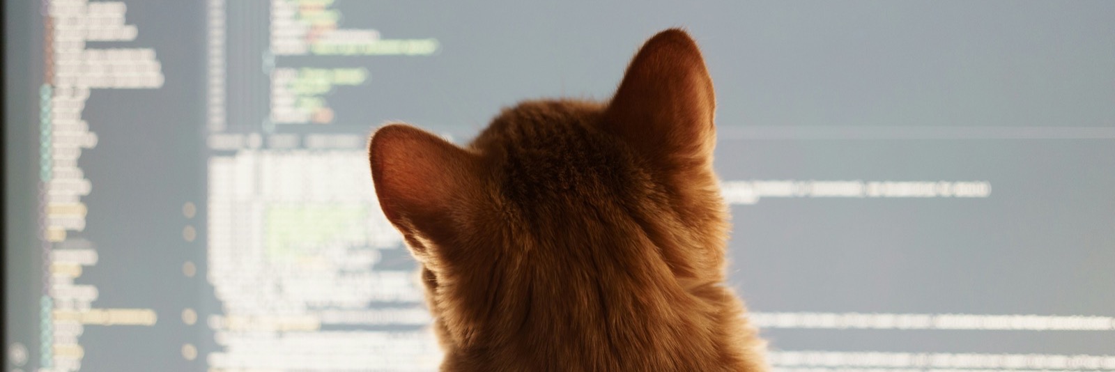 A cat sitting in front of a computer monitor